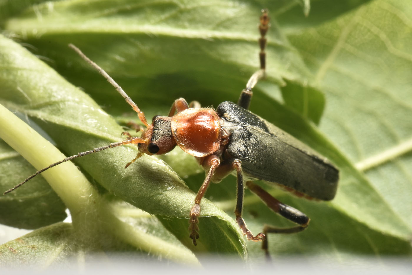 Cantharidae: Cantharis livida